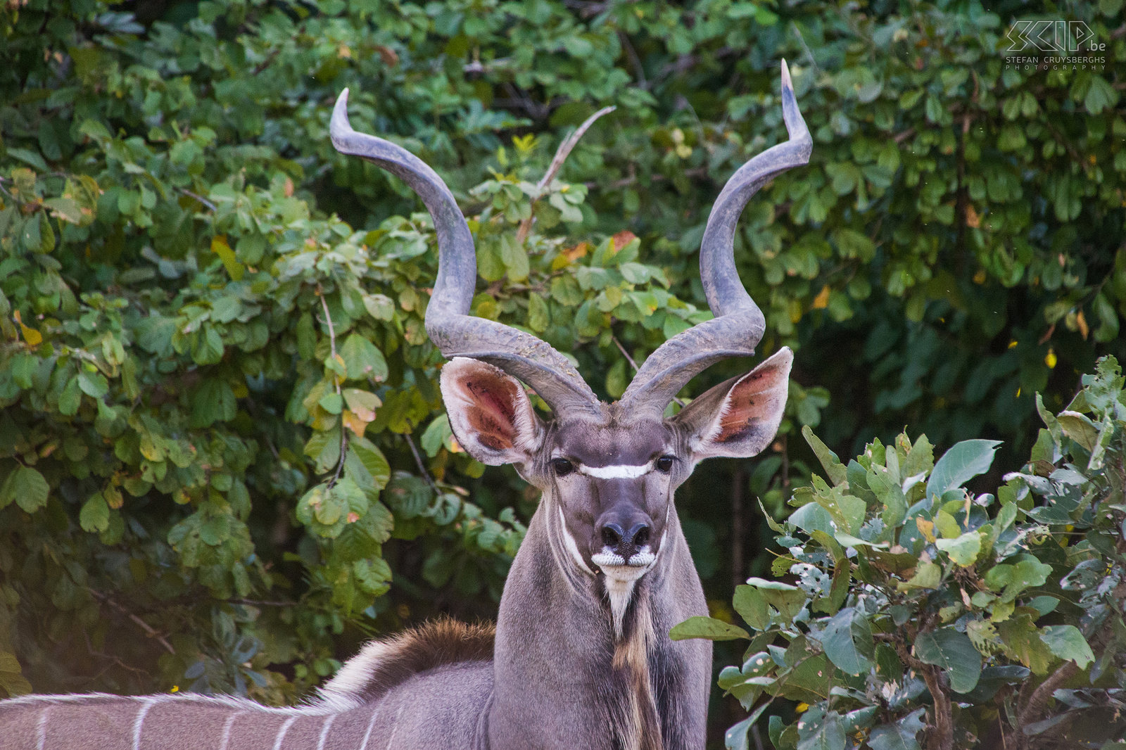 South Luangwa - Koedoe Een mannelijke grote koedoe (Kudu, Tragelaphus strepsiceros) met indrukwekkende hoorns. Stefan Cruysberghs
